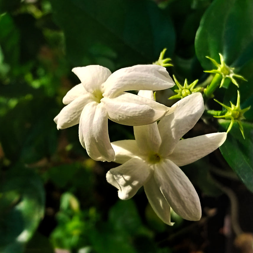 Jasmin sambac : pourquoi ce jasmin sent le thé et la verdure ?