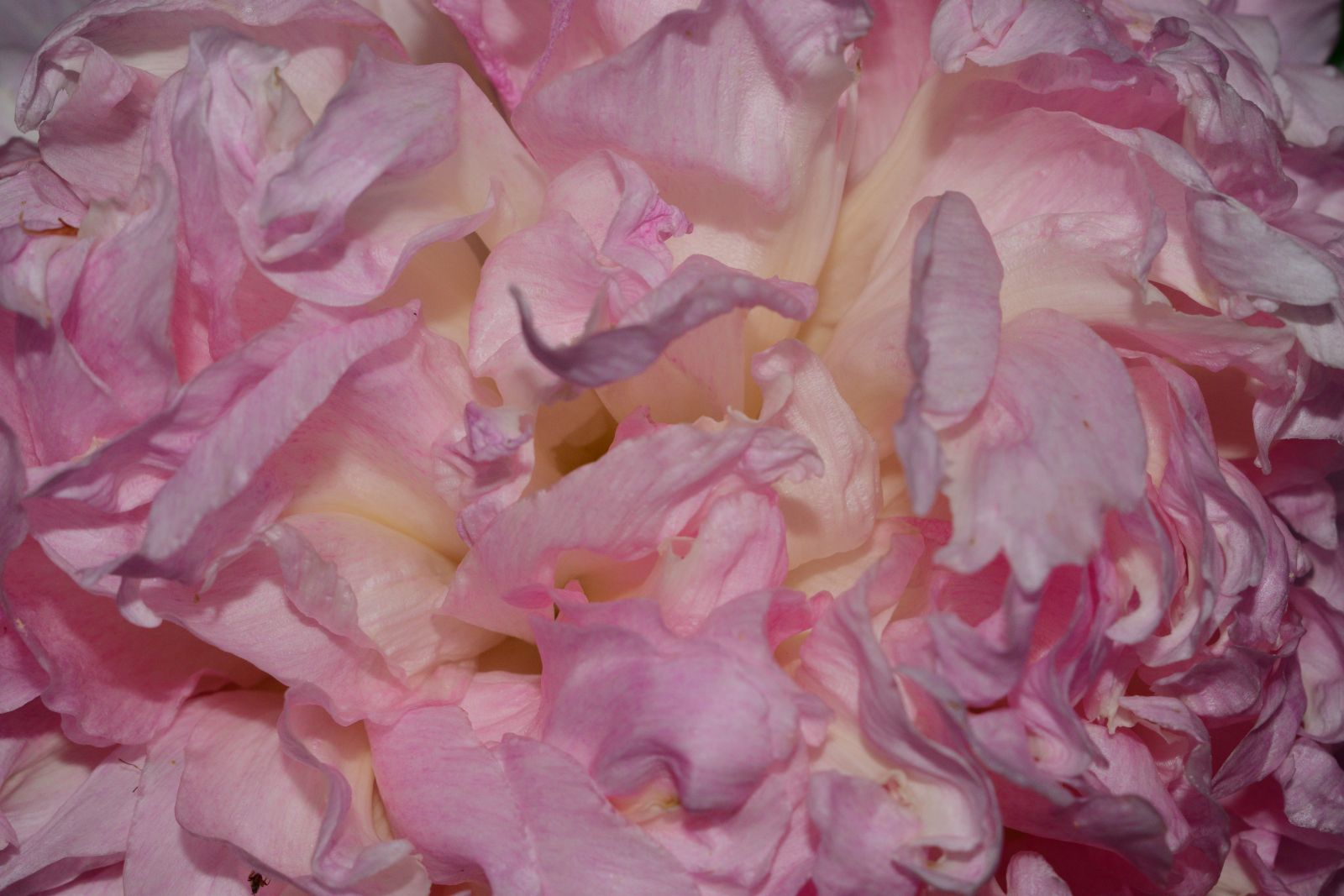 gros plan sur les pétale d'une pivoine rose