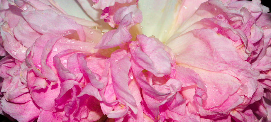 pivoine rose