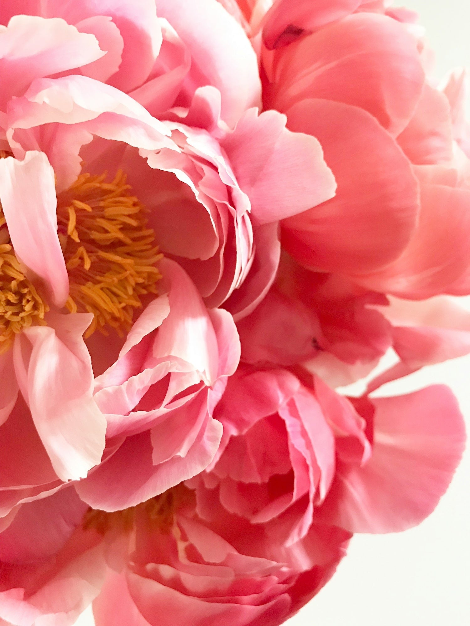zoom sur le coeur d'une pivoine rose